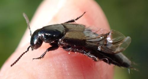 Philonthus splendens
